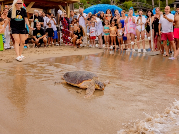 Центр MERİTTA провёл четвёртую мастерскую по реабилитации черепах